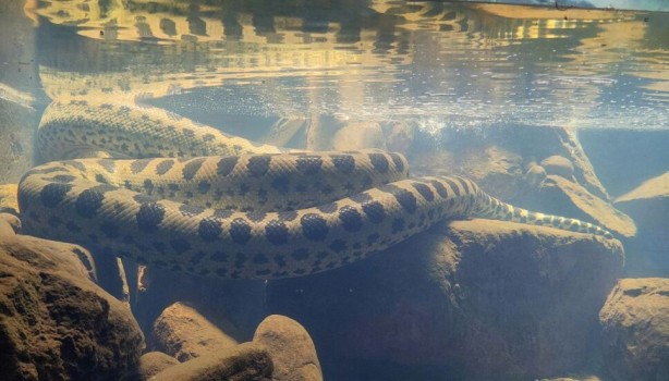 Anakondanın büyük büyükannesi ortaya çıktı! Tek ısırıkta 20 insan yer! Resmen devasa