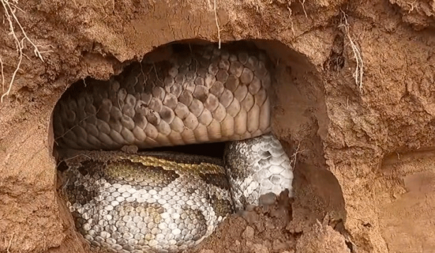 Foto - Anakondayı kış uykusundan uyandırdılar! Kazdıkları delikten çıkanlar şaşkına çevirdi