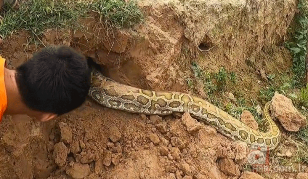 Foto - Anakondayı kış uykusundan uyandırdılar! Kazdıkları delikten çıkanlar şaşkına çevirdi
