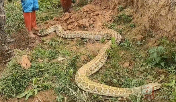 Foto - Anakondayı kış uykusundan uyandırdılar! Kazdıkları delikten çıkanlar şaşkına çevirdi