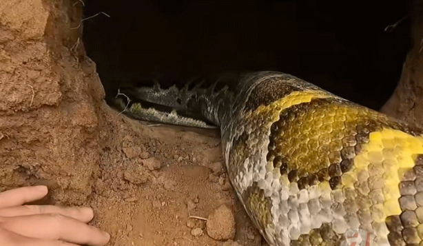 Foto - Anakondayı kış uykusundan uyandırdılar! Kazdıkları delikten çıkanlar şaşkına çevirdi