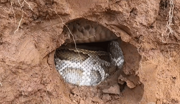 Foto - Anakondayı kış uykusundan uyandırdılar! Kazdıkları delikten çıkanlar şaşkına çevirdi