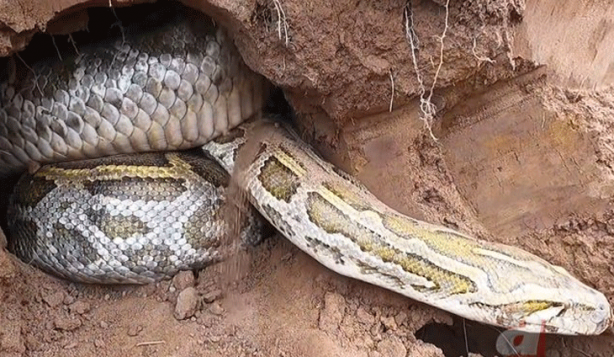 Foto - Anakondayı kış uykusundan uyandırdılar! Kazdıkları delikten çıkanlar şaşkına çevirdi
