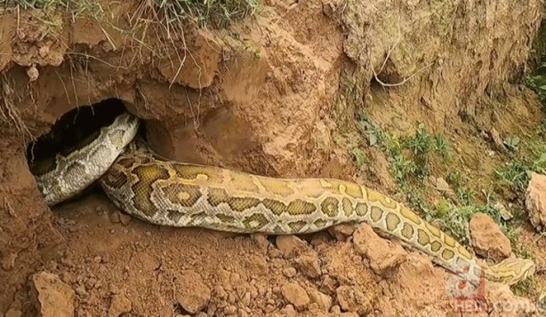 Foto - Anakondayı kış uykusundan uyandırdılar! Kazdıkları delikten çıkanlar şaşkına çevirdi