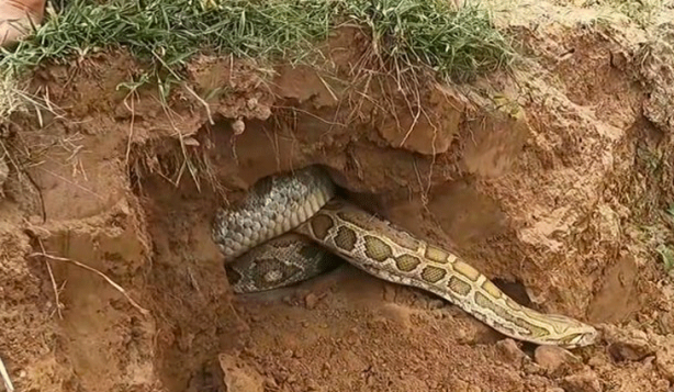 Foto - Anakondayı kış uykusundan uyandırdılar! Kazdıkları delikten çıkanlar şaşkına çevirdi