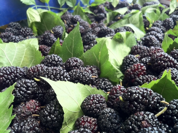 Anemiye karşı karadut!