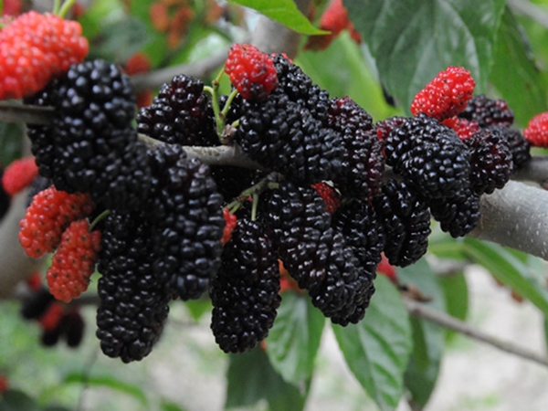 Foto - Anemiye karşı karadut!