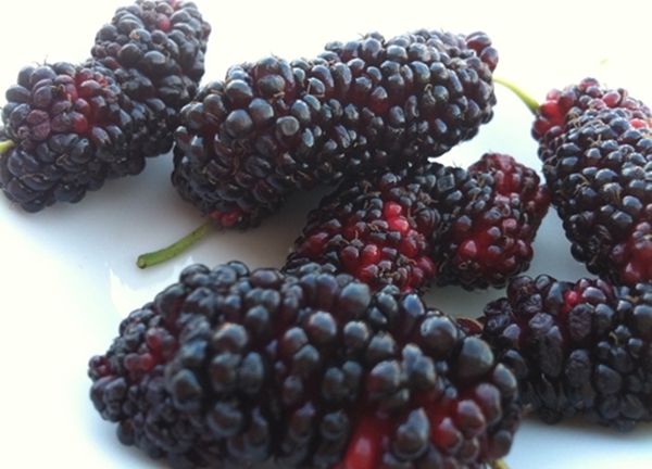 Foto - Anemiye karşı karadut!