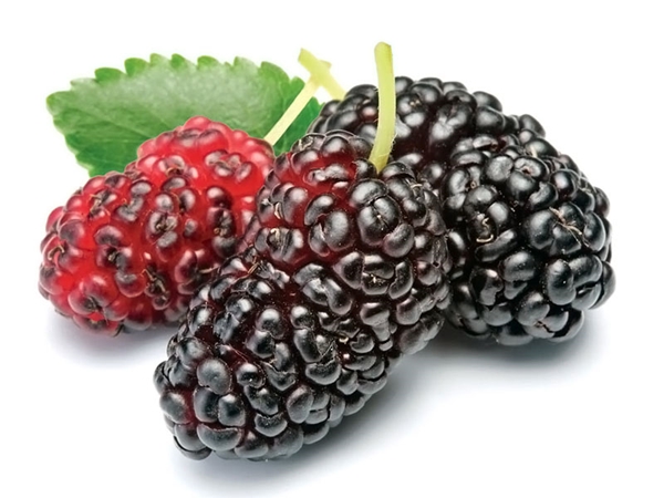 Foto - Anemiye karşı karadut!