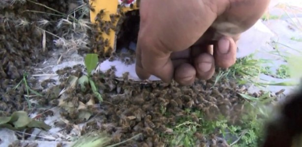 Aniden ortaya çıktılar! Bina sakinleri korkudan dışarı adım atamadı