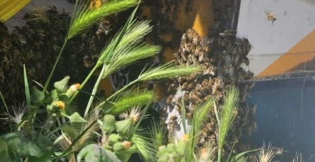 Foto - Aniden ortaya çıktılar! Bina sakinleri korkudan dışarı adım atamadı