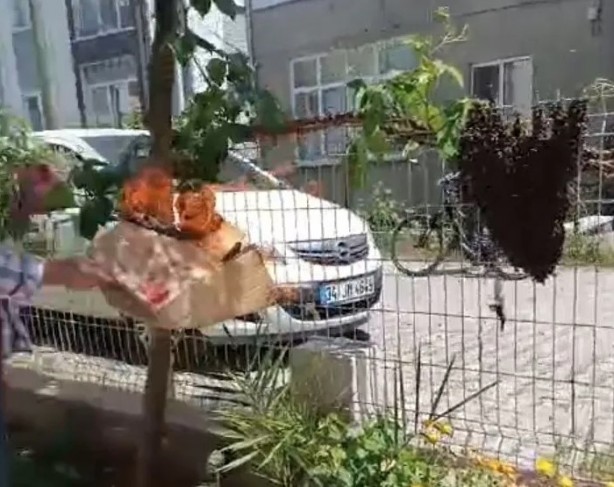 Foto - Aniden ortaya çıktılar! Bina sakinleri korkudan dışarı adım atamadı