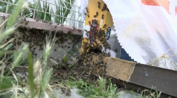 Foto - Aniden ortaya çıktılar! Bina sakinleri korkudan dışarı adım atamadı