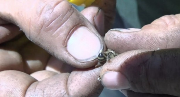 Foto - Aniden ortaya çıktılar! Bina sakinleri korkudan dışarı adım atamadı