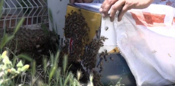 Foto - Aniden ortaya çıktılar! Bina sakinleri korkudan dışarı adım atamadı