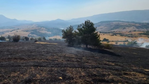 Anız yangını, 10 dekar ormanlık alana zarar verdi