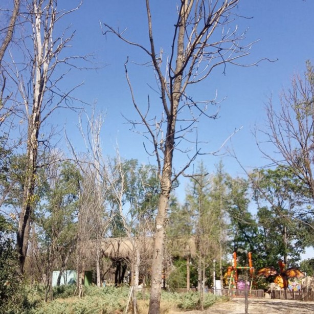 Foto - Ankapark'ı enkaza çeviren Mansur şimdi de 3 bin ağacı kuruttu!