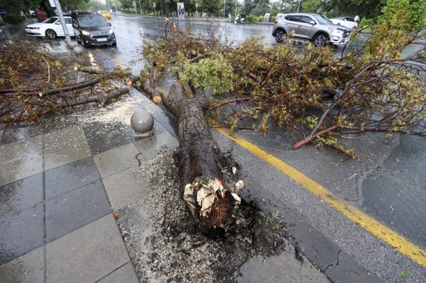 Foto - Ankara'da ağaç devrildi! Araçta hasar oluştu