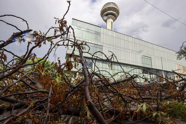 Ankara'da ağaç devrildi! Araçta hasar oluştu