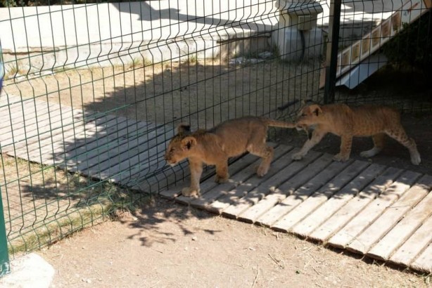 Foto - Ankara'da aslan korkusu! Vatandaşlar çileden çıktı