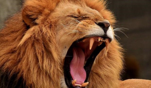 Foto - Ankara'da aslan korkusu! Vatandaşlar çileden çıktı