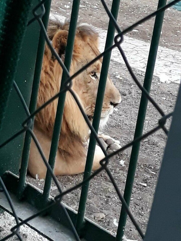 Ankara'da aslan korkusu! Vatandaşlar çileden çıktı