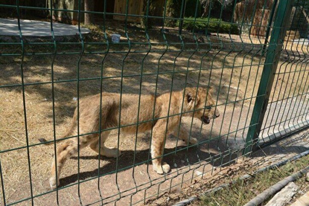 Foto - Ankara'da aslan korkusu! Vatandaşlar çileden çıktı