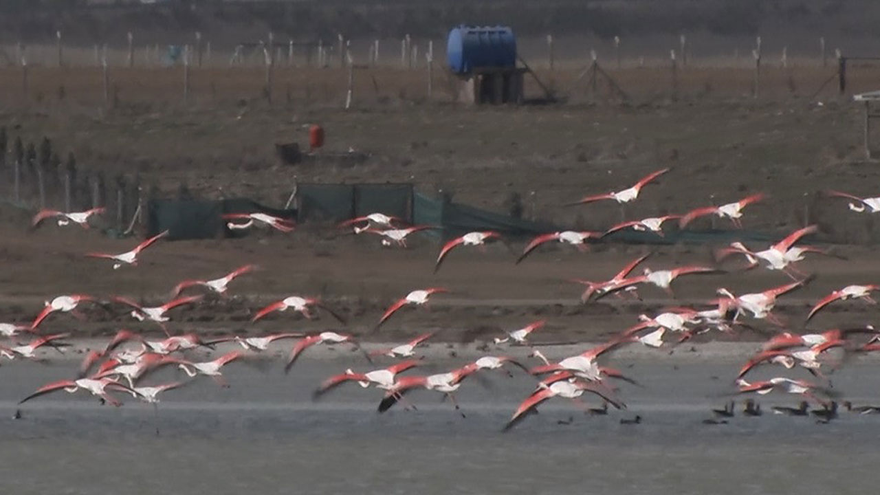 Ankara’da flamingolar tehlikede: Sel Kapanı Baraj Gölü kuruyor!