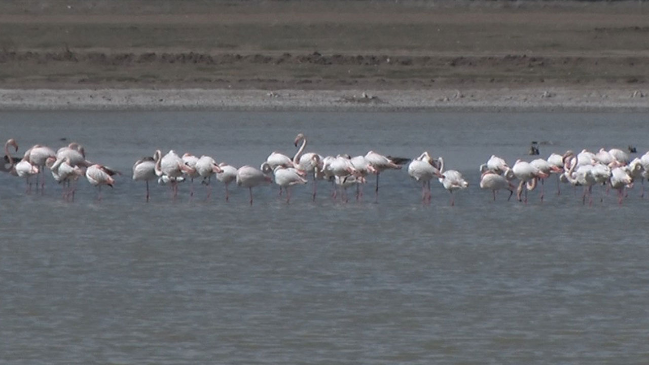 Foto - Ankara’da flamingolar tehlikede: Sel Kapanı Baraj Gölü kuruyor!