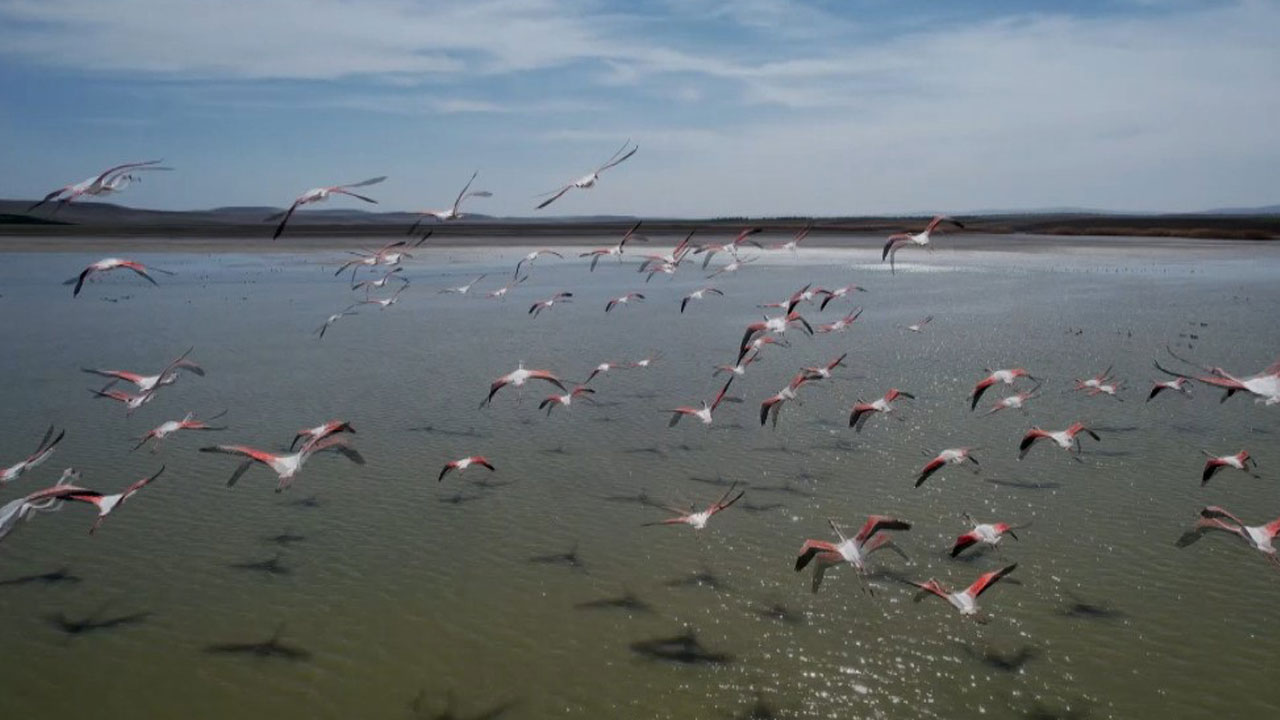 Foto - Ankara’da flamingolar tehlikede: Sel Kapanı Baraj Gölü kuruyor!