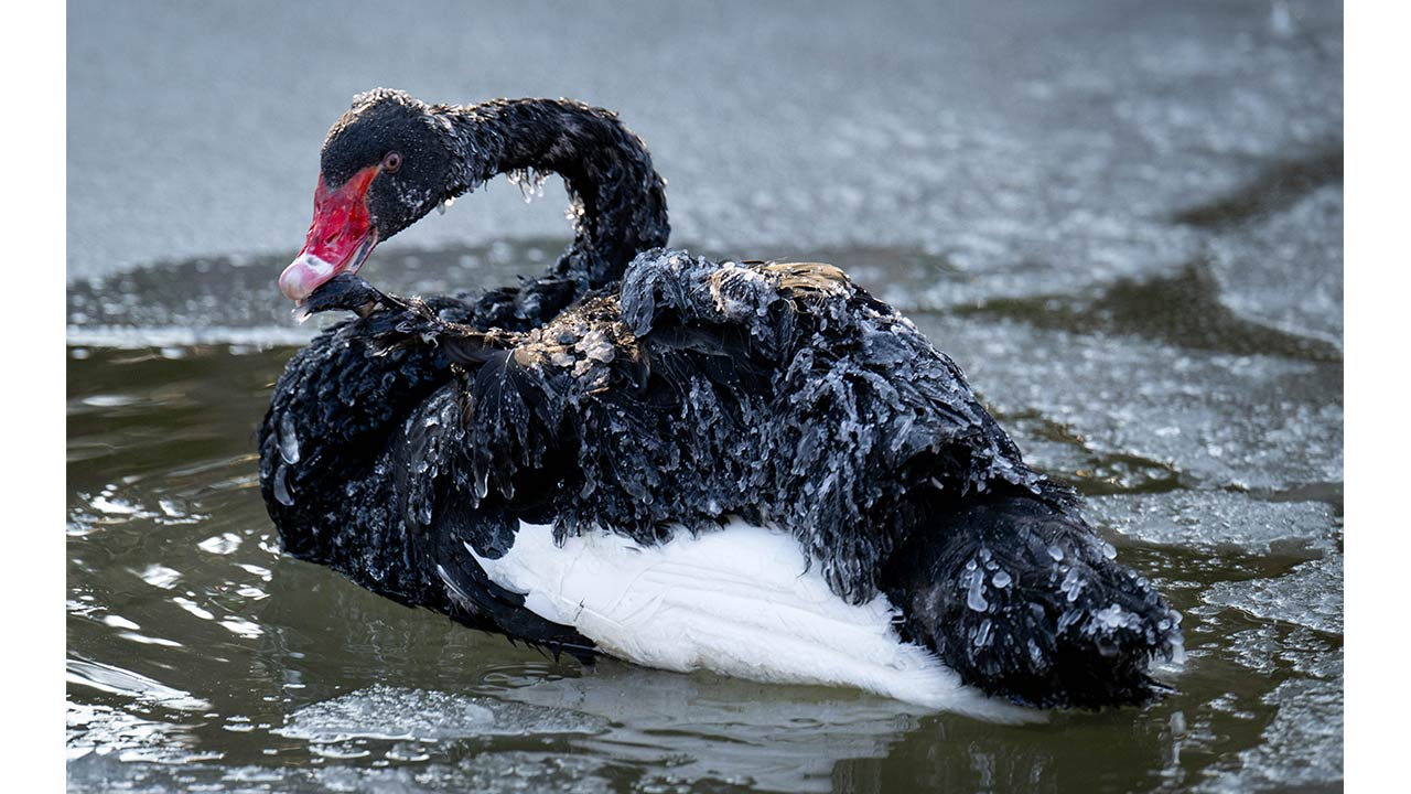 Ankara'da kuğular bile buz tuttu