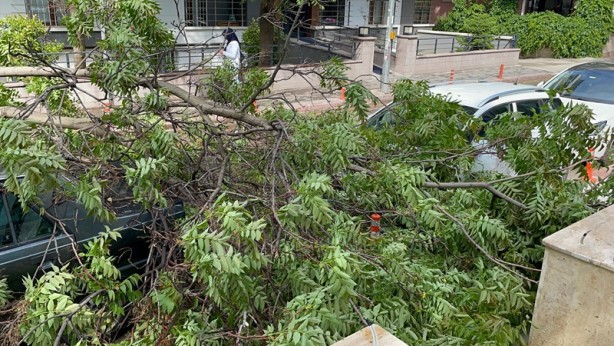 Foto - Ankara'da şiddetli rüzgar ve sağanak! Ağaç devrildi