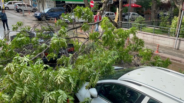 Ankara'da şiddetli rüzgar ve sağanak! Ağaç devrildi