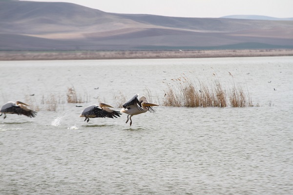Foto - Ankara'nın göçmen misafirleri: Pelikanlar