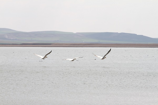 Foto - Ankara'nın göçmen misafirleri: Pelikanlar