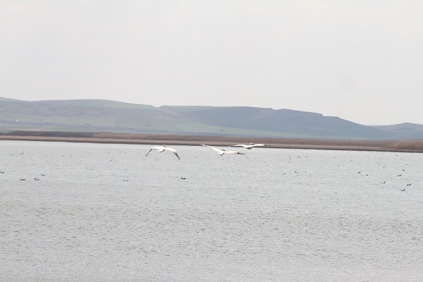 Foto - Ankara'nın göçmen misafirleri: Pelikanlar