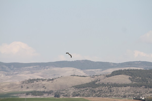 Foto - Ankara'nın göçmen misafirleri: Pelikanlar