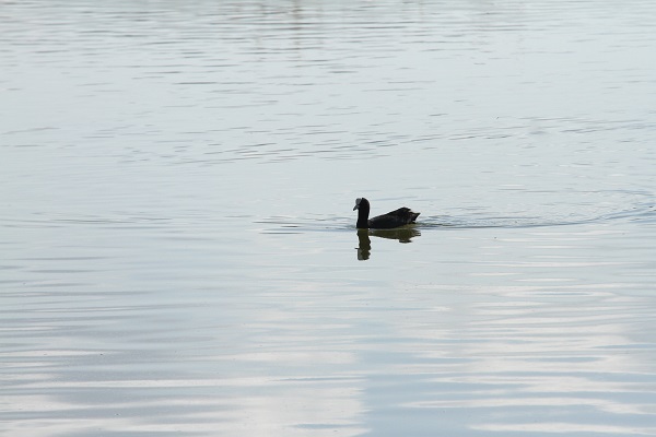 Foto - Ankara'nın göçmen misafirleri: Pelikanlar
