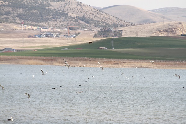 Foto - Ankara'nın göçmen misafirleri: Pelikanlar