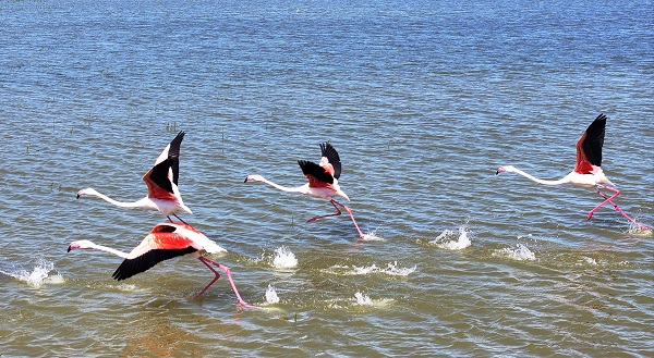 Foto - Ankara'nın renkli misafirleri