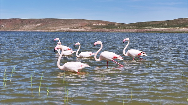 Foto - Ankara'nın renkli misafirleri
