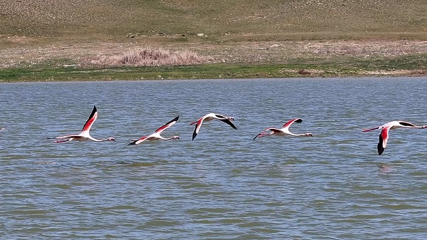Foto - Ankara'nın renkli misafirleri