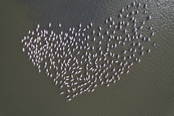 Ankara'nın sevimli konukları