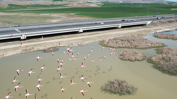 Foto - Ankara'nın sevimli konukları
