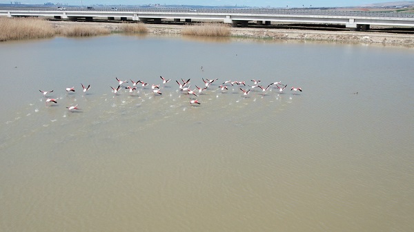Foto - Ankara'nın sevimli konukları