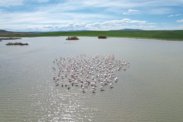 Foto - Ankara'nın sevimli konukları