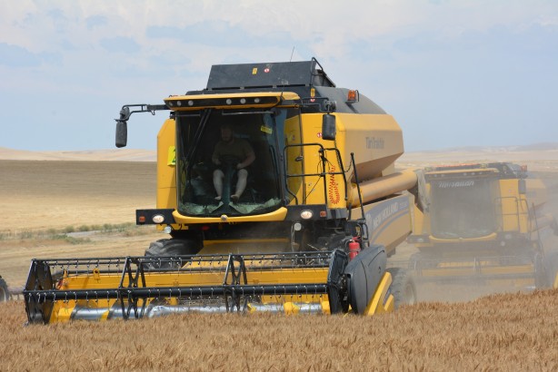 Foto - Ankara'nın tahıl ambarında hasat başladı