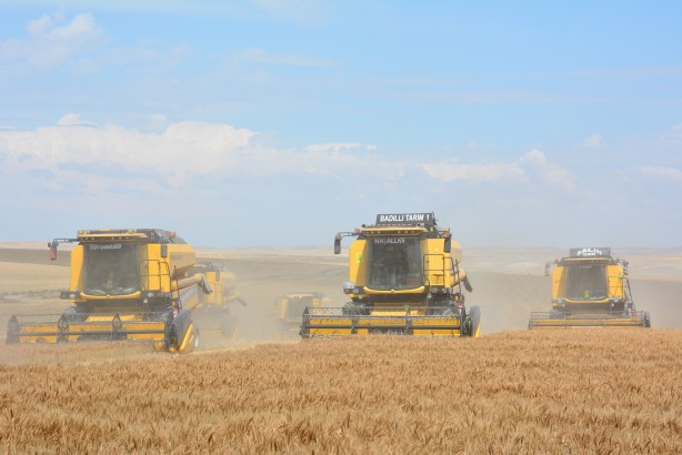 Ankara'nın tahıl ambarında hasat başladı