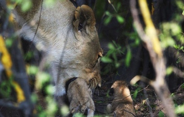 Foto - Anne aslanın merhameti yüreğinizi ısıtacak!