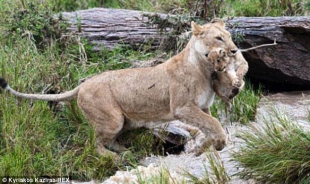 Foto - Anne aslanın merhameti yüreğinizi ısıtacak!